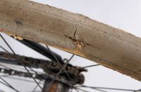 Greger bicycle, Vienna, Austria - circa 1898