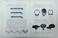 Laurin & Klement – Kola 1899
