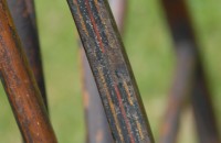 Foto Michaux - 4B