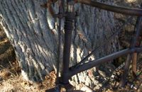 X-frame safeties and more pre 1900
