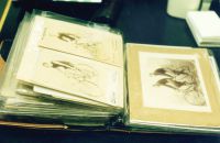 219/D - Gary COOK Collection