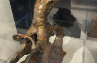 270/A - KOERS Museum of Cycle Racing 2021