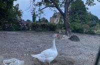 Agroturismo Bressanoro