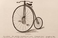 Kangaroo - Sturmey
