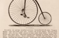 Kangaroo - Sturmey