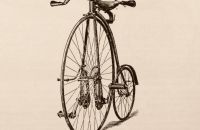Kangaroo - Sturmey