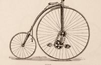 Kangaroo - Sturmey