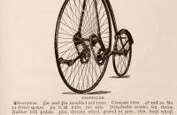 Kangaroo - Sturmey