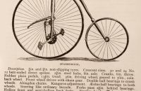 Kangaroo - Sturmey