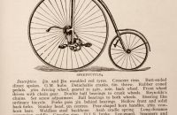 Kangaroo - Sturmey