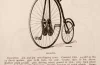 Kangaroo - Sturmey