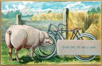 Postcards - ANIMALS AND PETS